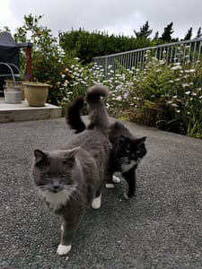 Picture of my cats
